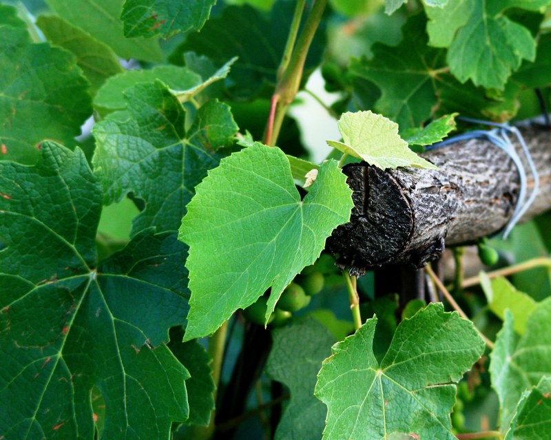 grape vine leaves green vineyard pole wooden 4k