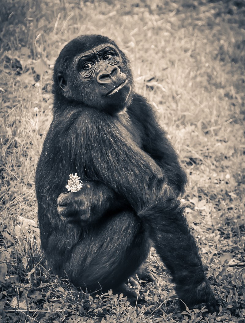 gorilla monkey puppy ape endangered species young 4k