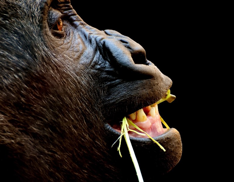 gorilla monkey funny animal zoo furry omnivore 4k