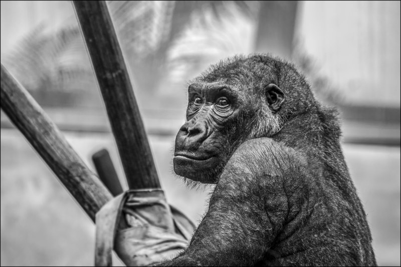 gorilla zoo monkey mammal animals primate 4k