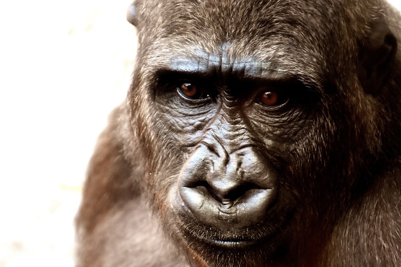 gorilla monkey animal zoo furry omnivore 4k