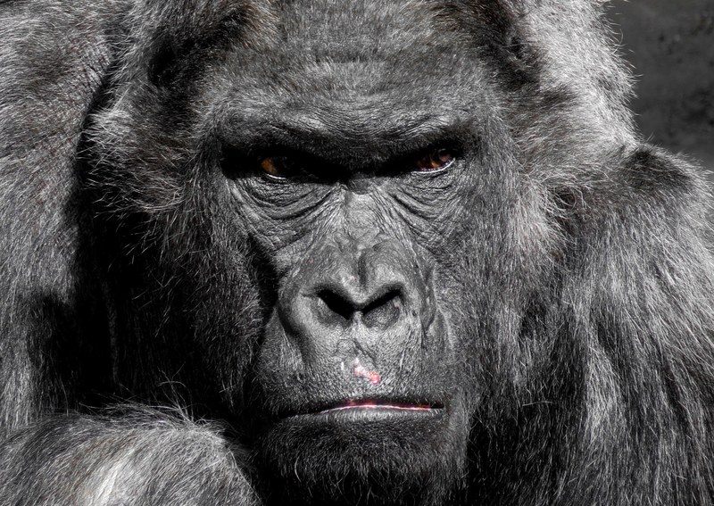 gorilla monkey ape zoo silverback grim watch 4k