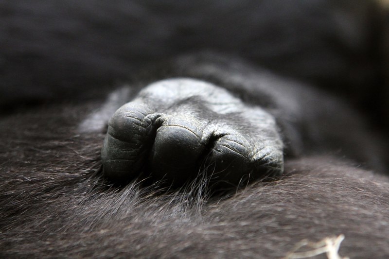 gorilla baby hand close ape animals zoo 4k