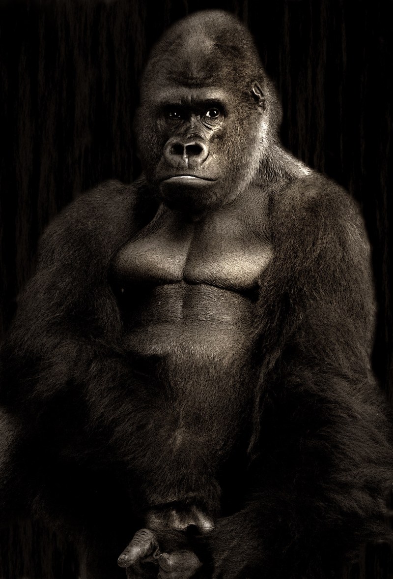 gorilla silverback monkey silvery grey powerful 4k