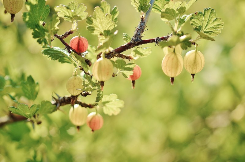 gooseberry fruits red spring naked stalks poppy 4k