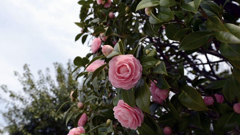 camellia, flowering, shrubs, branches, leaves, 4k