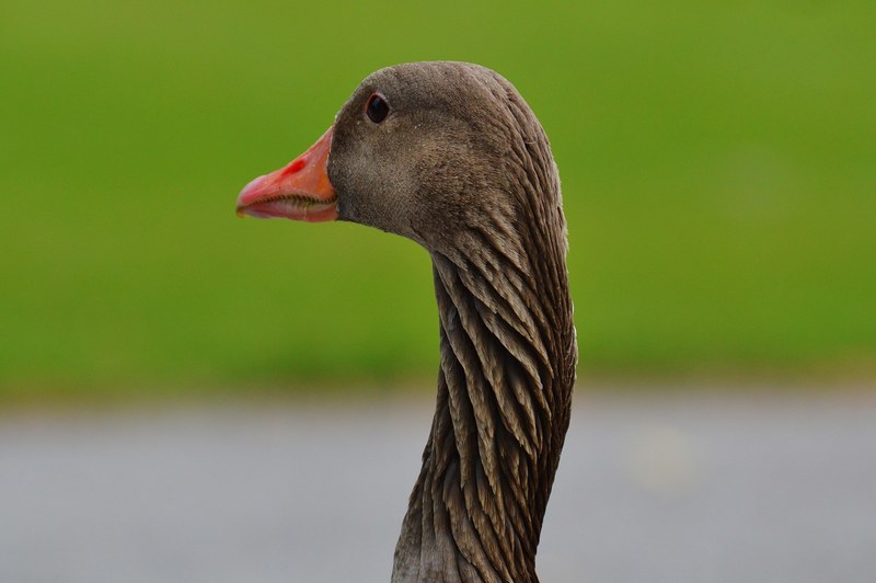 goose bird feather water bird poultry bill 4k