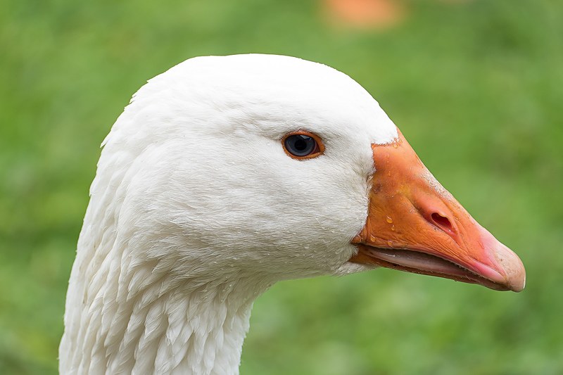 goose bird white water bird poultry nature 4k