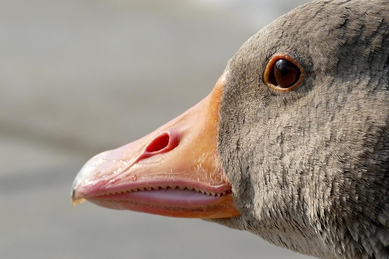 goose geese head animal nature 4k