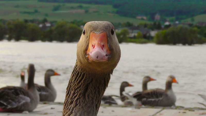 goose water bird nature bird river portrait head 4k