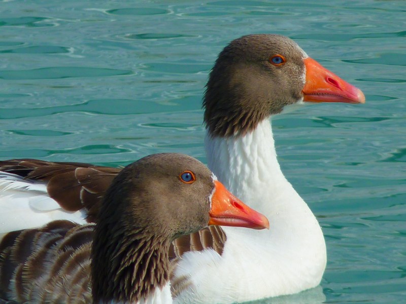 goose geese animals water swim bird 4k