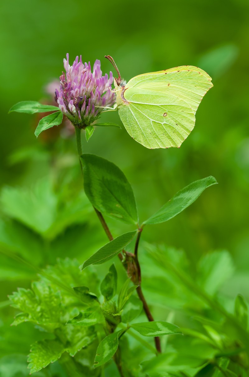 gonepteryx rhamni males butterfly nature insect 4k