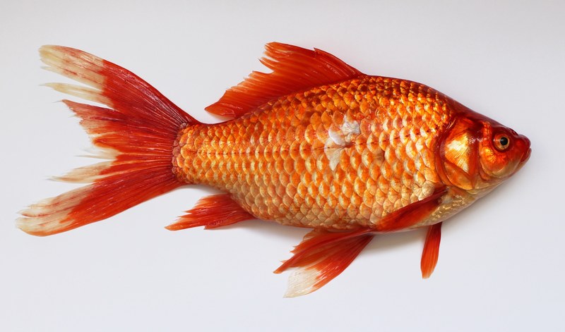 goldfish carassius fish golden red 4k