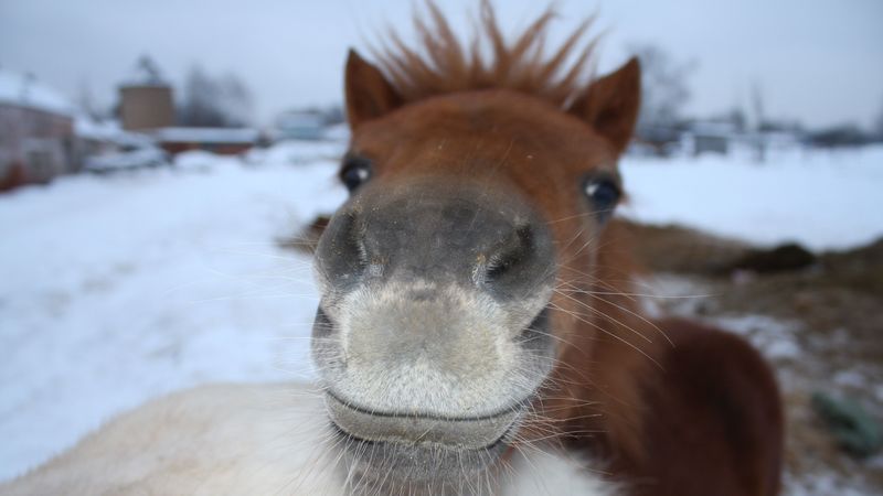 horse, face, nose, 4k
