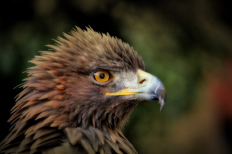 golden eagle adler bird raptor bill bird of prey 4k