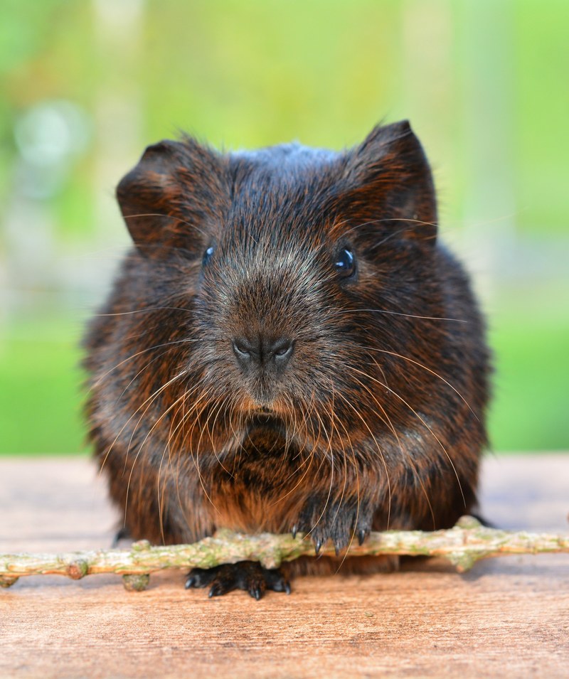gold agouti guinea pig pet nager rodent animal 4k