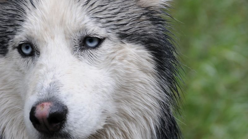 husky, dog, face, wet, 4k