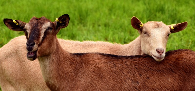 goats young pasture meadow brown white brown goat 4k