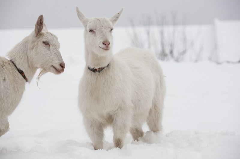 goat white goats snow dog collar 4k