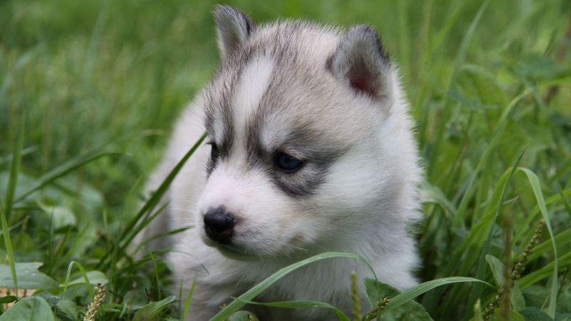 husky, puppy, face, grass, sit, 4k