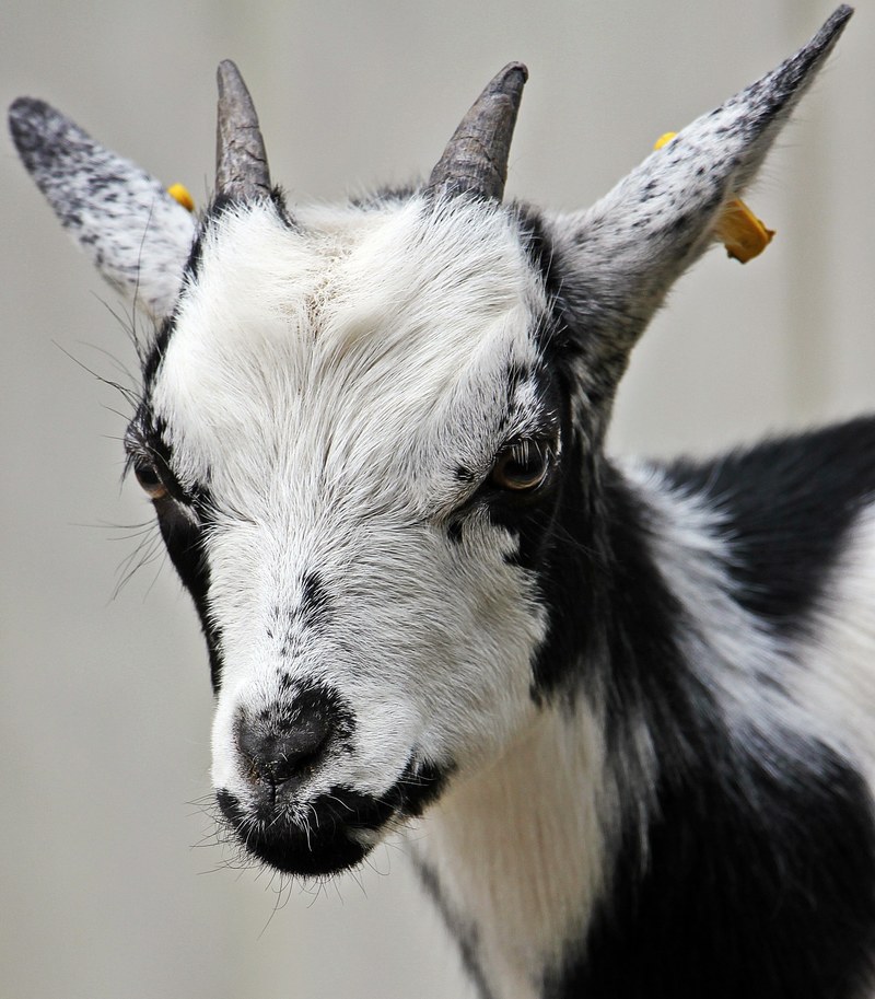 goat kid domestic goat cute dwarf goat animal 4k