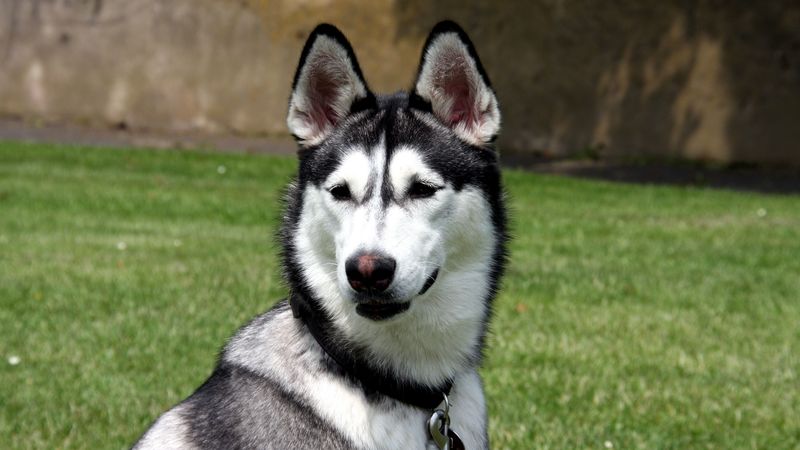 husky, grass, spotted, muzzle, dog, 4k
