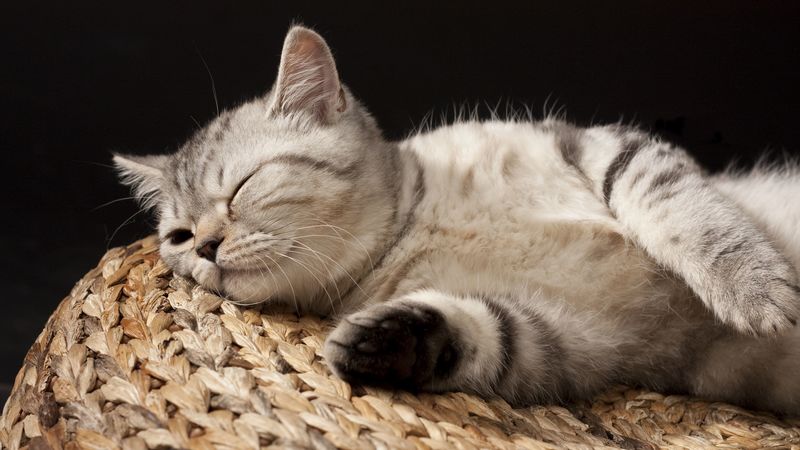 kitten, sleeping, striped, lie, 4k