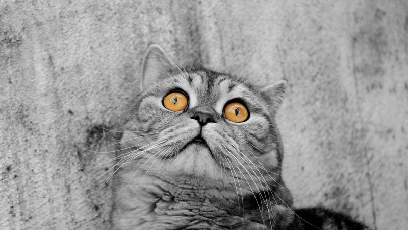 cat, eyes, striped, color, 4k