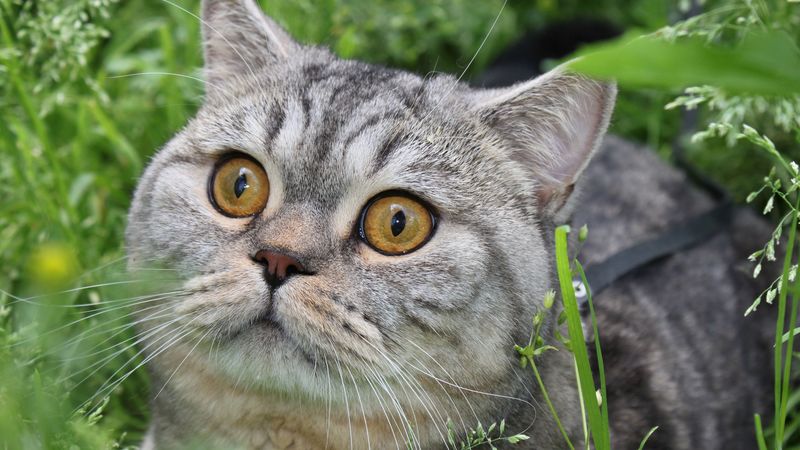 cat, tabby, eyes, grass, 4k