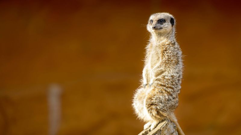 meerkat, animal, cute, 4k
