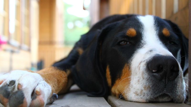 dog, muzzle, ears, spotted, lying, 4k