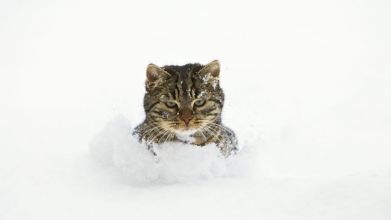 cat, snow, face, playful, 4k