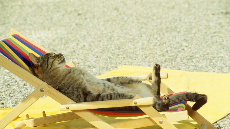 cat, lie, lounge, beach, funny, 4k