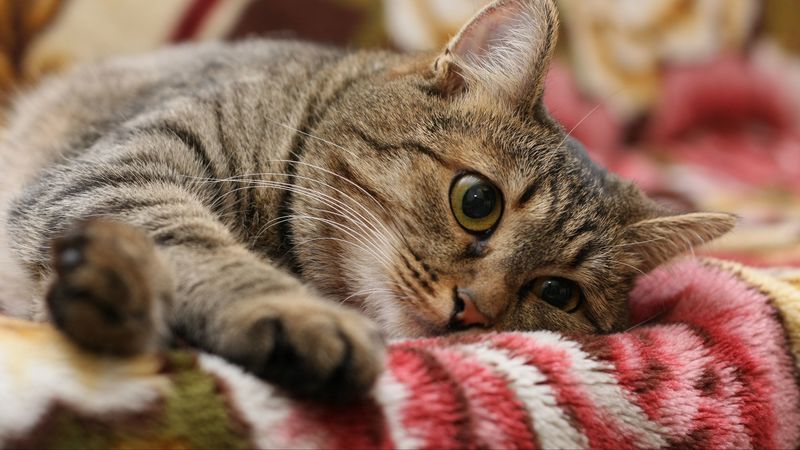 cat, face, eyes, lie, 4k