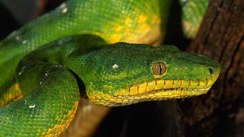 snake, color, eyes, dangerous, 4k