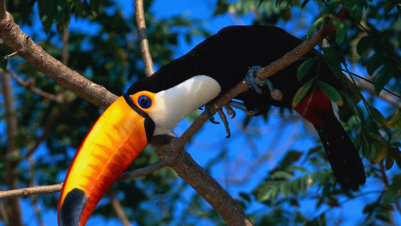 toucan, tree, beak, color, 4k