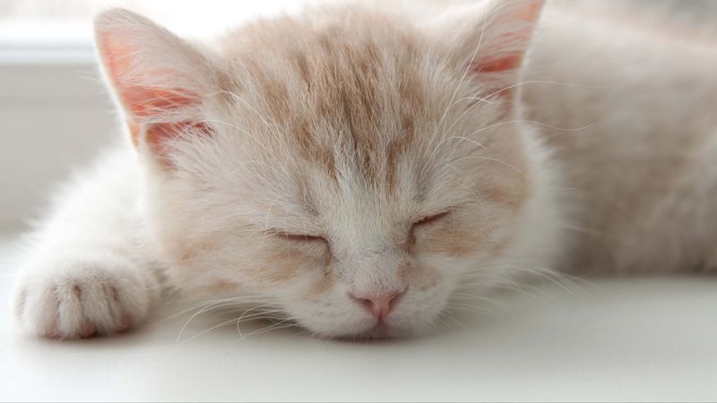 kitten, face, color, striped, sleep, 4k