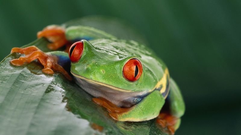frog, eyes, leaf, wet, 4k