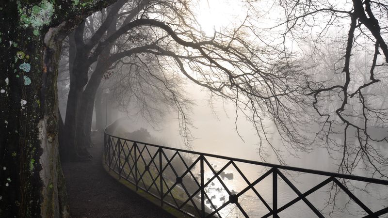 trees, branches, protection, fog, autumn, gloomy, bark, dampness, 4k