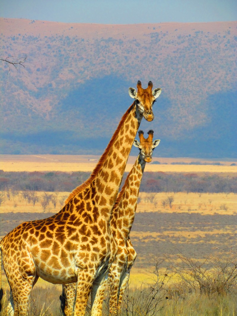 giraffes south africa safari africa nature 4k