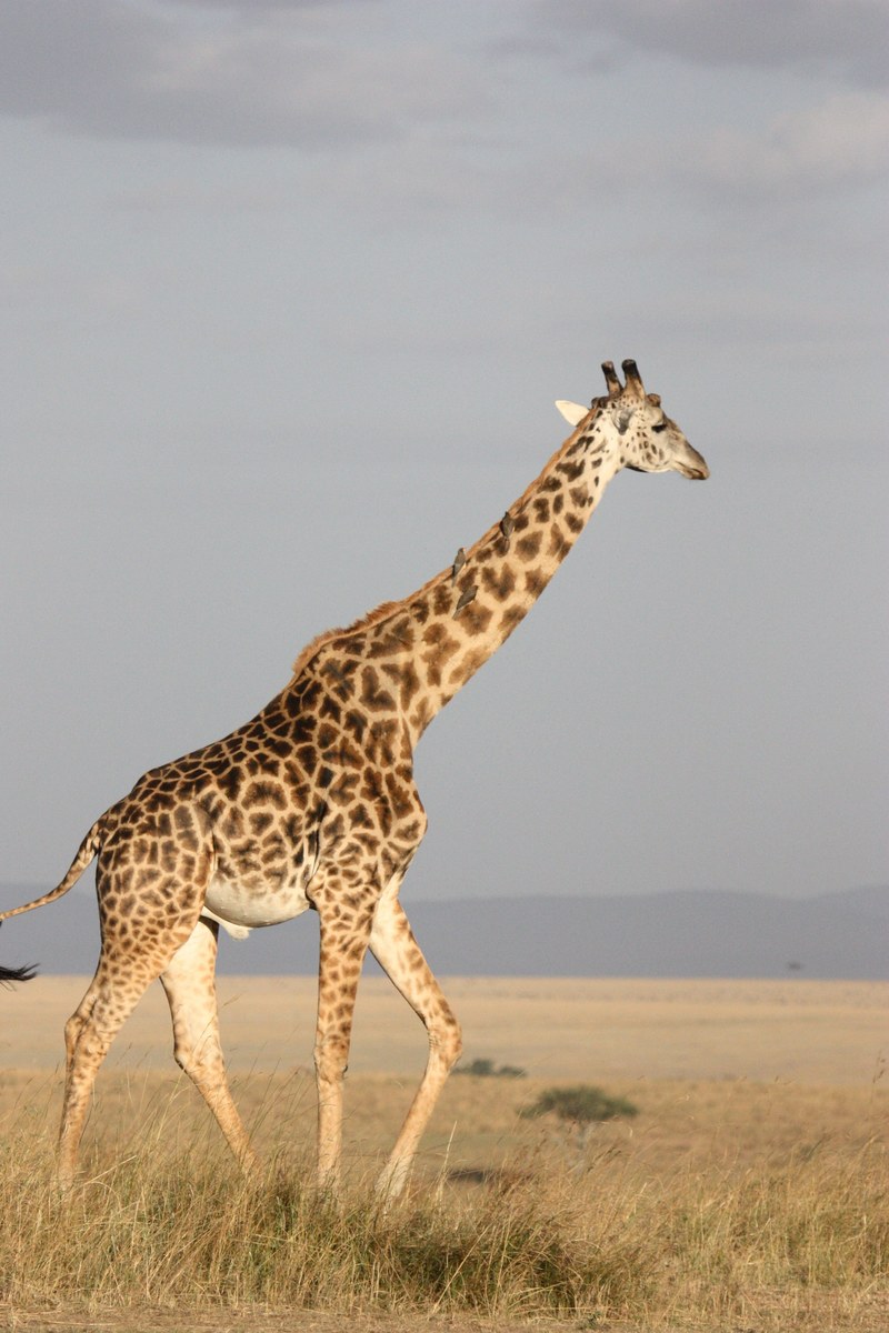 giraffe tall mammal africa south africa wild 4k