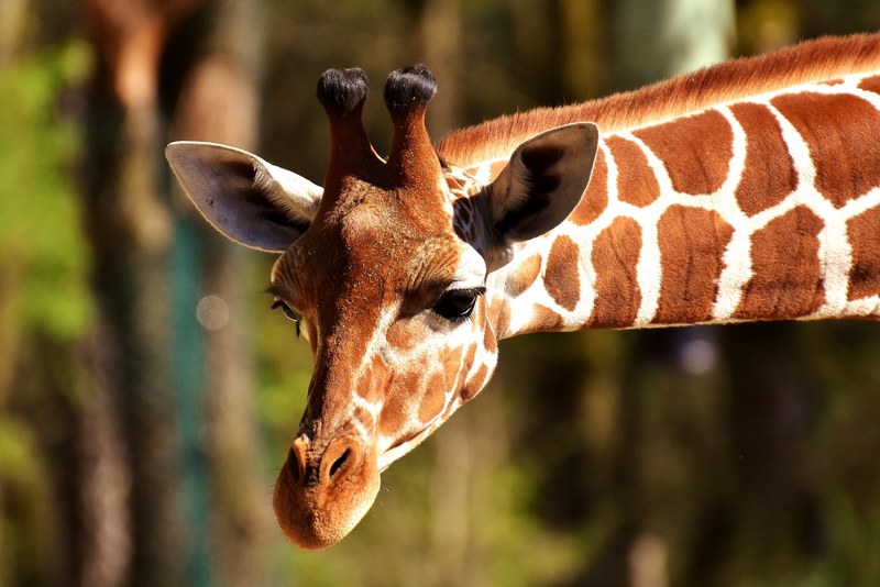 giraffe wild animal stains long jibe animals 4k