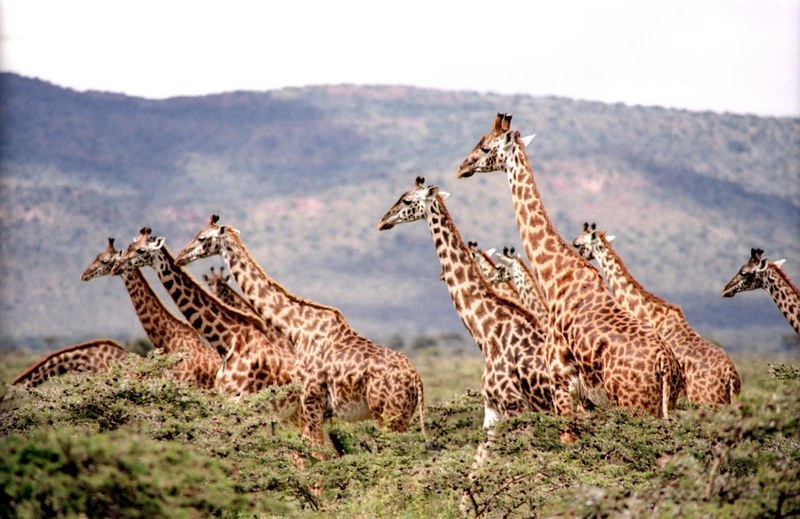 giraffe wild wildlife nature safari africa neck 4k