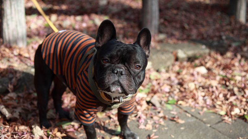 bulldog, dog, costume, walk, 4k