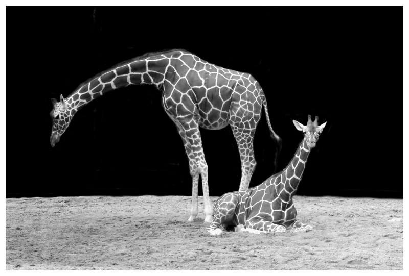 giraffe neck animal black and white zoo 4k