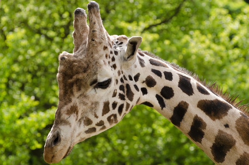 giraffe animal zoo cute wild safari africa eye 4k