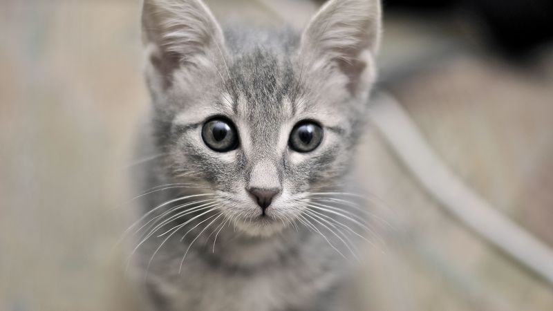 kitten, face, eyes, fear, 4k