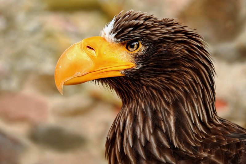 giant eagle adler bird raptor bird of prey animal 4k