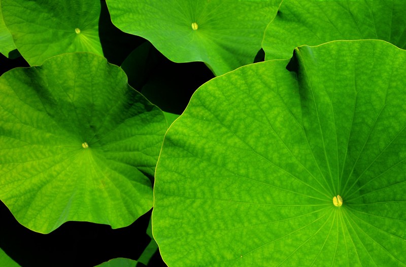 giant leaf lotus lotus leaf botanical garden leaves 4k