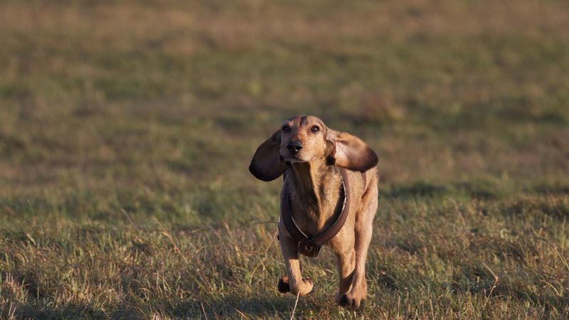 dogs, running, grass, field, direction, 4k